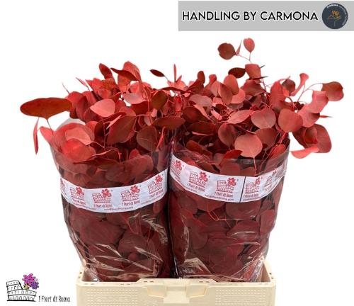Eucalyptus polyanthemos kleurbehandeld per bos H%
