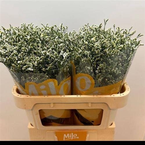 Limonium sinensis China White