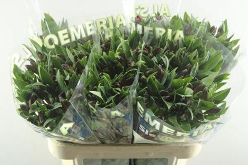 Alstroemeria Rockstar