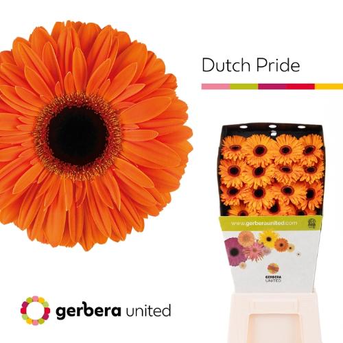 Gerbera grootbloemig 'Dutch Pride'
