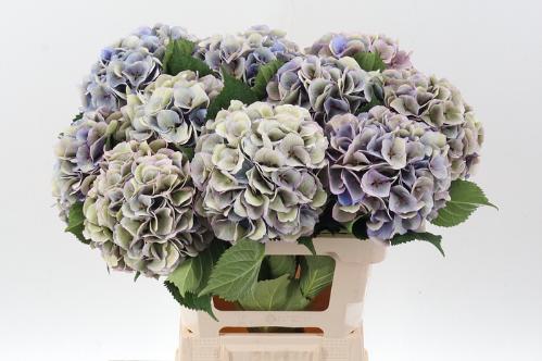 Hydrangea macrophylla Royal Love classic blauw
