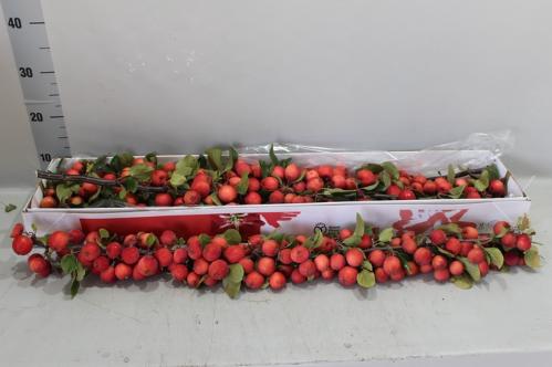 Siervruchten per tak Malus overig