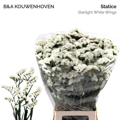 Limonium sinuatum White Starlight Wings