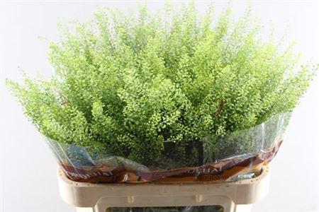 Thlaspi Green Bell