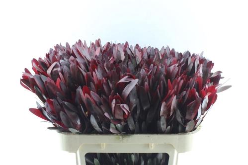 Leucadendron 'Safari Sunset'