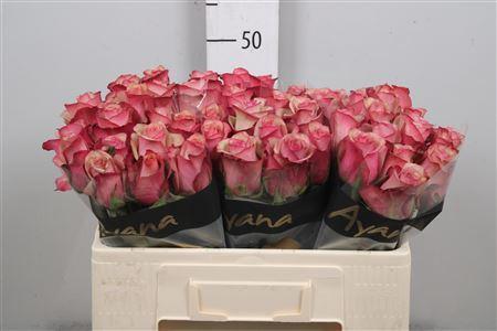 Rosa grootbloemig Vintage