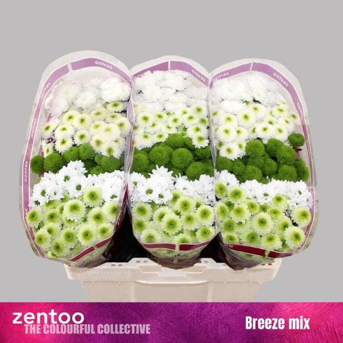 Chrysanthemum Indicum Grp tros santini gemengd
