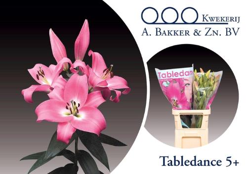 Lilium Oriental x Trumpet Grp 'Tabledance'