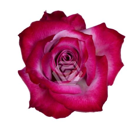 Rosa grootbloemig Deep Purple