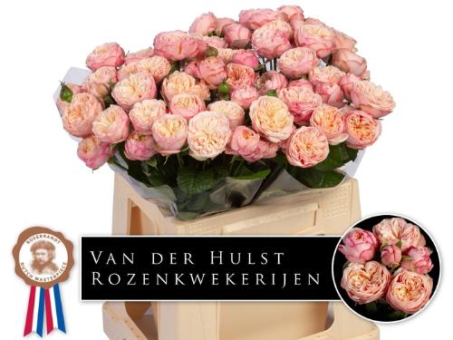 Rosa tros Royal Blush