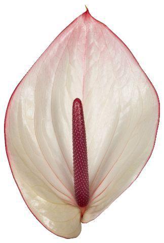 Anthurium Andreanum Grp Facetto
