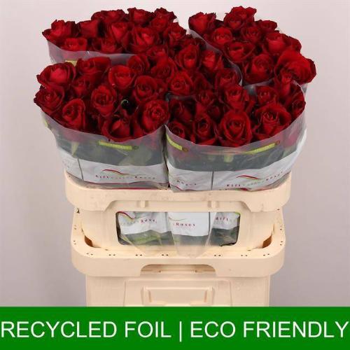 Rosa grootbloemig Ever Red