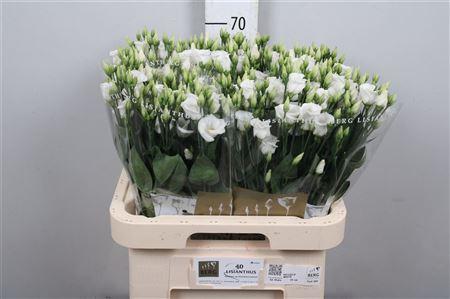 Eustoma russellianum enkelbloemig 'Piccolo White'