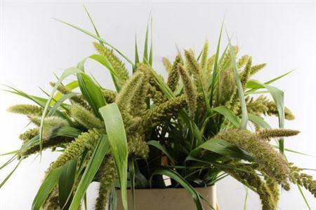 Setaria italica 'Big Mama'