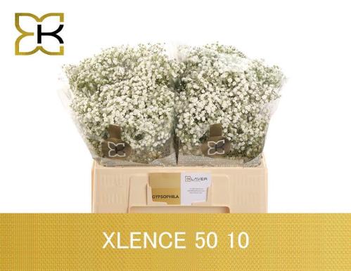 Gypsophila paniculata Xlence