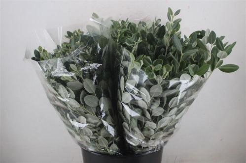 Pittosporum per bos