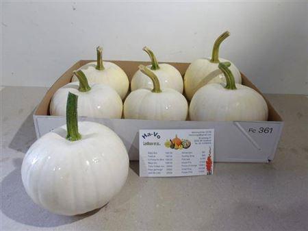 Siervruchten per stuk Cucurbita pepo 'Baby Boo'