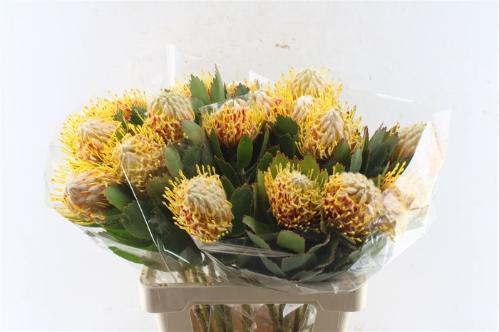Leucospermum nutans 'Veldfire'