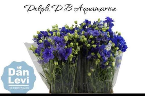 Delphinium dubbelbloemig grandiflorum 'Bijou Aquamarine'
