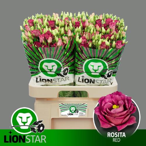 Eustoma russellianum gevuldbloemig 'Rosita Red'