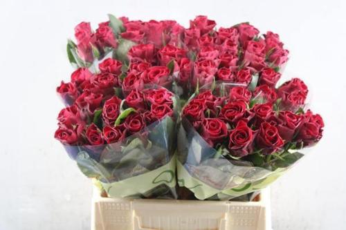 Rosa grootbloemig Red Tacazzi+