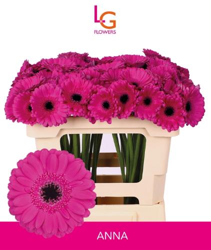 Gerbera mini Anna