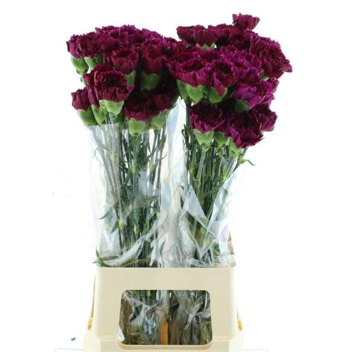 Dianthus standaard Yukari Violet