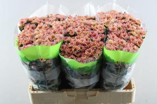 Chrysanthemum Indicum Grp tros santini Rossi Smokey