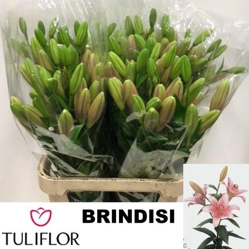 Lilium Longiflorum x Aziatische Grp 'Brindisi'