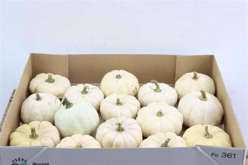 Siervruchten per stuk Cucurbita pepo 'Baby Boo'