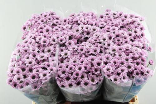 Chrysanthemum (Indicum Grp) tros santini Yin Yang Pink