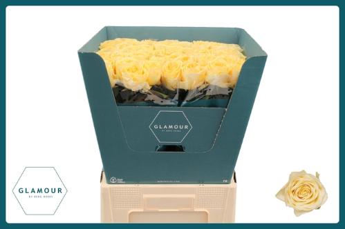 Rosa grootbloemig Buttercup