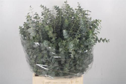 Eucalyptus per bos 'Baby Blue'