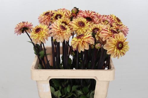 Dahlia (Miscellaneous Grp) 'Gelia'