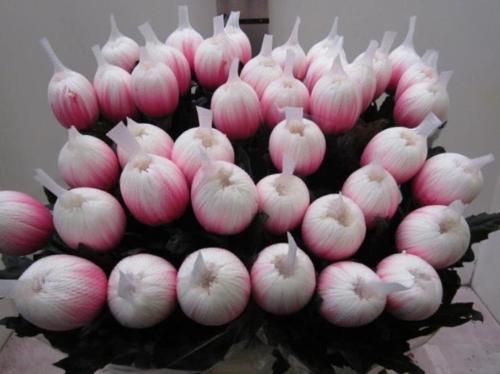 Chrysanthemum (Indicum Grp) geplozen Antonov kleurbehandeld H%