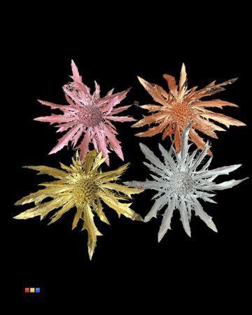 Eryngium alpinum kleurbehandeld H%