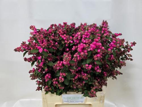 Symphoricarpos (Pink Berry Grp) Magical Ruby Falls
