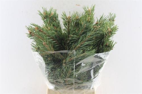 Pinus mugo subsp. mugo per bos