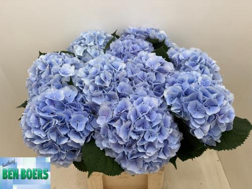 Hydrangea macrophylla 'Verena' (blauw)