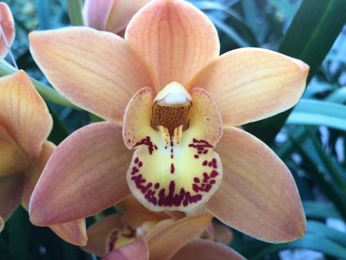 Cymbidium mini 'Orange Beauty'