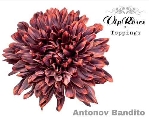 Chrysanthemum (Indicum Grp) geplozen Antonov kleurbehandeld H%