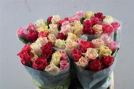 Rosa grootbloemig Tacazzi Gemengd