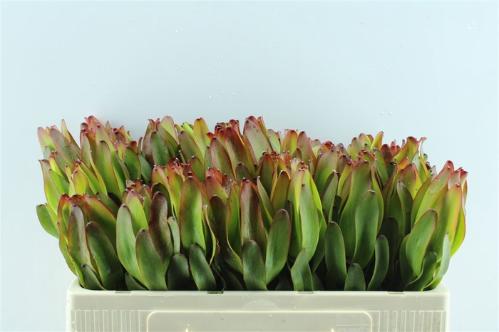 Leucadendron 'Laurel Yellow'