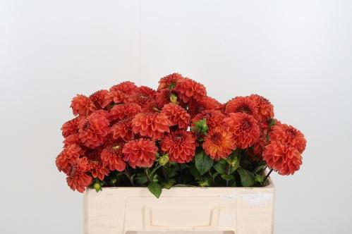 Dahlia Ball Grp 'Orange Fox'