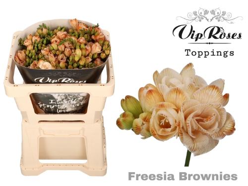 Freesia dubbelbloemig kleurbehandeld H%
