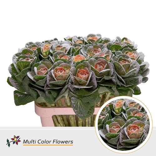 Brassica oleracea kleurbehandeld H%