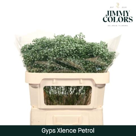 Gypsophila overig kleurbehandeld H%