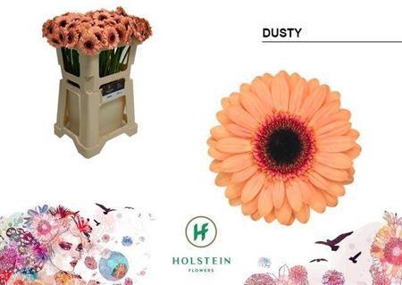 Gerbera mini Dusty