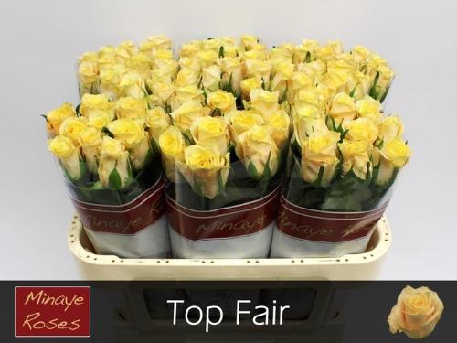 Rosa grootbloemig Top Fair!