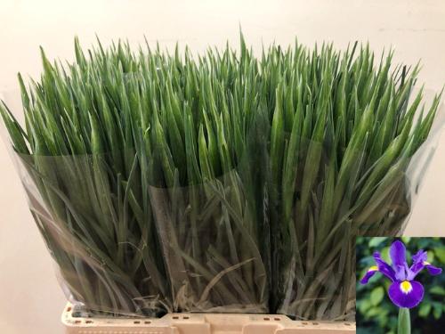 Iris (Hollandse Iris Grp) 'Blue Magic'